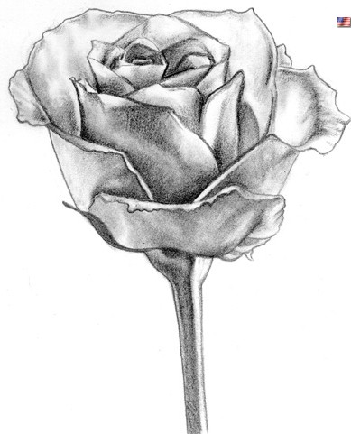 как нарисвать розу