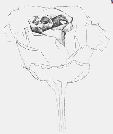 как нарисовать розу